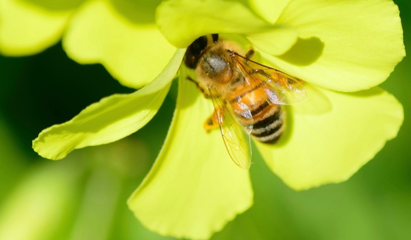 Bestuivende robotbijen gaan volgende fase in