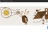 Vaststellen van de lichtsnelheid levert Google doodle op
