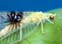 Nieuw insect ontdekt via Flickr