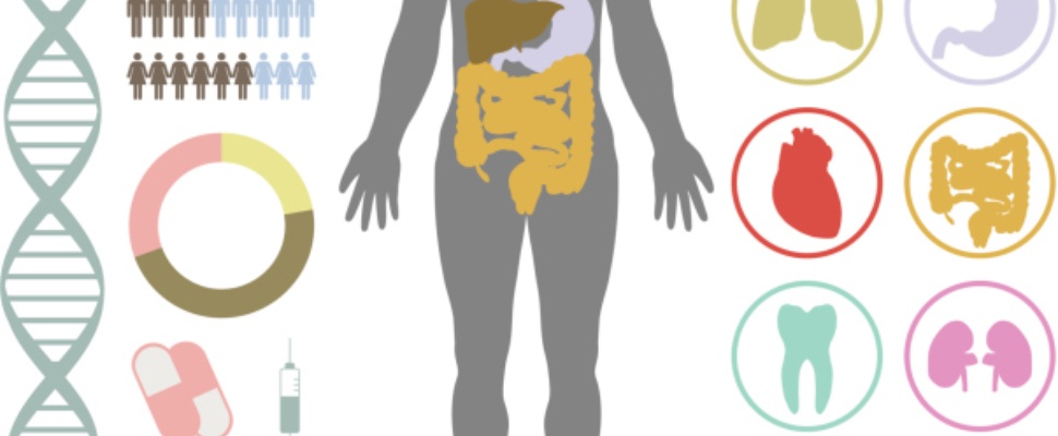 Google brengt menselijk lichaam in kaart