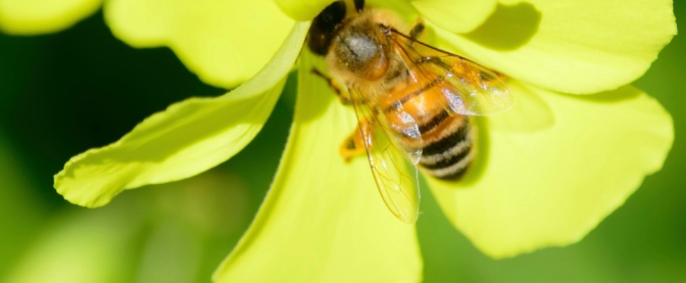 Bestuivende robotbijen gaan volgende fase in